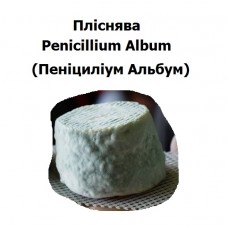 Плесень Penicillium Album L1 (Пенициллиум Альбум)