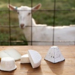 Особенности приготовления сыров из козьего молока