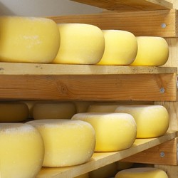 Созревание и хранение сыра