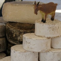 Разновидности сыров из козьего молока