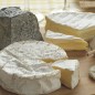 Закваски для сирів із БІЛОЮ ПЛІСНЯВОЮ